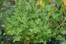 comp_DSC00462.webp