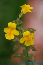 comp_DSC00459.webp