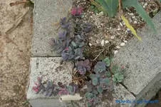 comp_DSC00453.webp