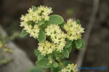 comp_DSC00454.webp