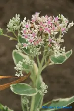 comp_DSC00468.webp