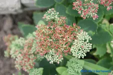 comp_DSC00470.webp