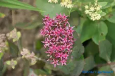 comp_DSC00471.webp