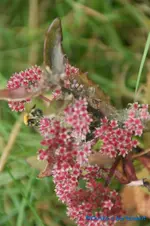 comp_DSC00473.webp