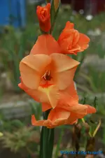 comp_DSC00457.webp