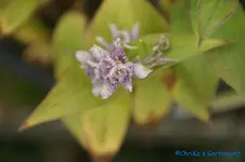 comp_DSC00465.webp