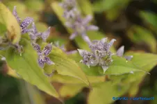 comp_DSC00448.webp