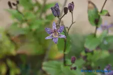 comp_DSC00447.webp