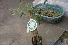 comp_DSC00464.webp