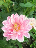 image.webp