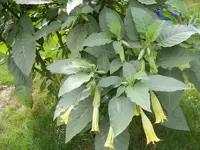 ET Blüten und Knospen 24.9.2013.webp