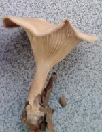 Pilz.webp