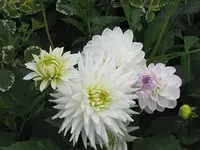 031.webp