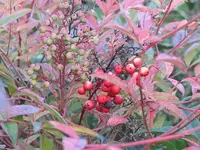 011.webp