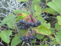 006.webp