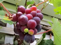 autumn 12v.webp