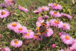 2013_0921Sommer0044.jpg