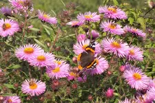2013_0921Sommer0044.webp