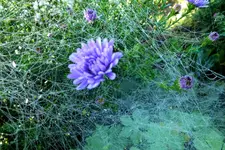 2013_0925Herbst0003 aster.webp