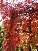 CIMG5652.webp