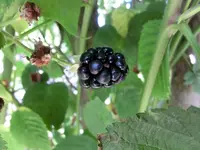 CIMG5650.webp
