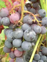 CIMG5638.webp