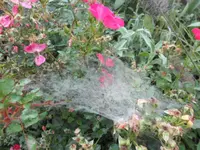 SAM_2136.webp