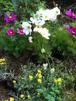 k-IMG_2518 Cosmeen.webp