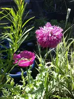 k-IMG_4668 Puschelmohn v Kathi.webp