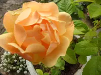 SAM_2141.webp