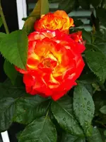 k-IMG_2543 Orange Sensation.webp