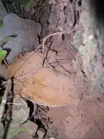 pilz_mittel.webp