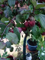 image.webp
