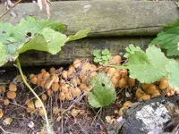 Pilze 1.webp