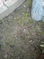 Märzenbecher 003.webp