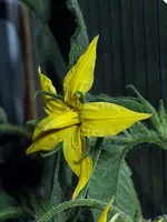 Fleischtomate-Matias-F1-1.webp
