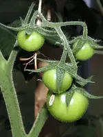 Fleischtomate-Matias-F1-2.webp