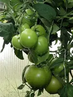 Fleischtomate-Matias-F1-3.webp