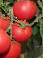 Fleischtomate-Matias-F1-4.webp