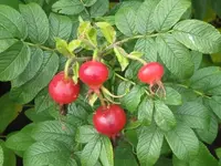 Bilda 0120.webp