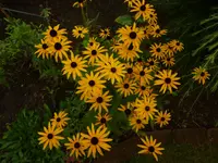 P1090588.webp