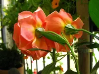 IMG_5046.webp