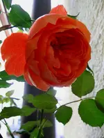 IMG_5028.webp