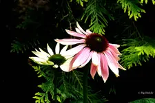 _Rosefarb Sohut.webp
