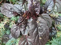 DSCF8004.webp