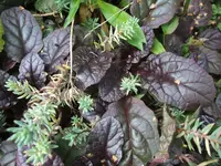 DSCF8005.webp