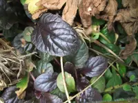 DSCF8006.webp