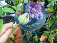 CIMG1433.webp