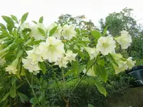 CIMG1431.webp