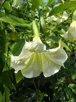 CIMG1447.webp